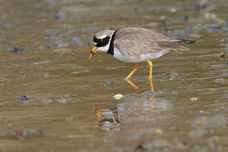 Sandlo - Common ringed plover (Charadrius hiaticula).jpg